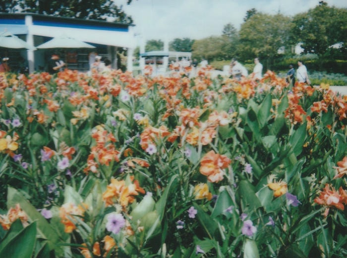 instant picture from my florida trip